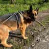 Maxl sucht dringend neues Zuhause