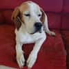 Lola sucht ein Zuhause / Pflegestelle