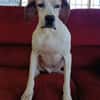 Lola sucht ein Zuhause / Pflegestelle