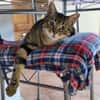 Taube Alice sucht Zuhause