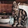 Taube Alice sucht Zuhause