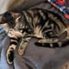 Taube Alice sucht Zuhause