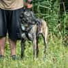 Nano sucht passende Familie