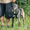 Nano sucht passende Familie