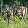 Nano sucht passende Familie