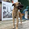 Bambu sucht ein Zuhause / Pflegestelle