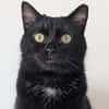 Pantherin Luna sucht Zuhause