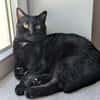 Pantherin Luna sucht Zuhause