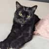 Pantherin Luna sucht Zuhause