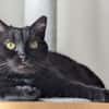 Pantherin Luna sucht Zuhause