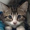 Oliver