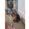 nima