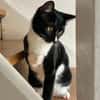 Spielfreudiger Rudy sucht Zuhause