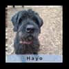 HAYO, Senior - Charakterhund mit großem Herz