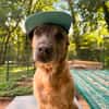 CANIS, ruhiger Vertreter seiner Rasse