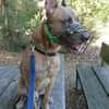CANIS, ruhiger Vertreter seiner Rasse