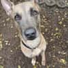 CANIS, ruhiger Vertreter seiner Rasse