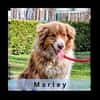 MARLEY
