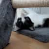 Felix sucht sein Für-Immer-Zuhause