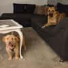 Katzenverträgliche Traumhündin Kaya (11 Mon.) sucht DICH!