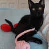 Drei kleine Kater suchen ihr Glück