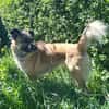 Honey sucht ein neues Zuhause