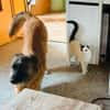 Honey sucht ein neues Zuhause