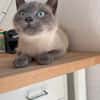 Hermine u. Henry suchen ein liebevolles Zuhause