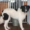 Mohit - freundlicher Familienhund