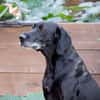 Senior Zorro sucht Zuhause für seinen Lebensabend
