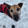 Robin sucht ein Zuhause