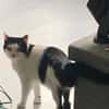 CHER-bezaubernde, hübsche Katzen-Dame