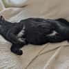 Pantherin Luna sucht Zuhause