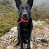 Irie - Vermittlungshilfe -