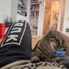 Unser zartes Katzenseelchen Findus
