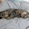 Unser zartes Katzenseelchen Findus