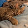 Unser zartes Katzenseelchen Findus