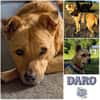 DARO * freundlicher Bub vertraut immer mehr