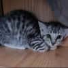 Lilli