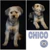 CHICO -Verkuschelt & gut gelaunt-