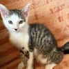 Mike  junges Kitten sucht Zuhause mit Katzenfreund