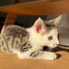 Mike  junges Kitten sucht Zuhause mit Katzenfreund