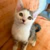 Mike  junges Kitten sucht Zuhause mit Katzenfreund