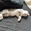 Mike  junges Kitten sucht Zuhause mit Katzenfreund