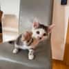 Mike  junges Kitten sucht Zuhause mit Katzenfreund