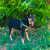 Gino ein Schnauzer Labrador Mix