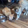 Sissy & Max Hundefreunde