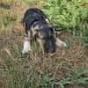 Roxy - die kleine Entdeckerin mit Köpfchen
