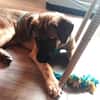 Goofie neues Zuhause gesucht!