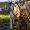 MAIRA -Lieb, clever & verschmust-